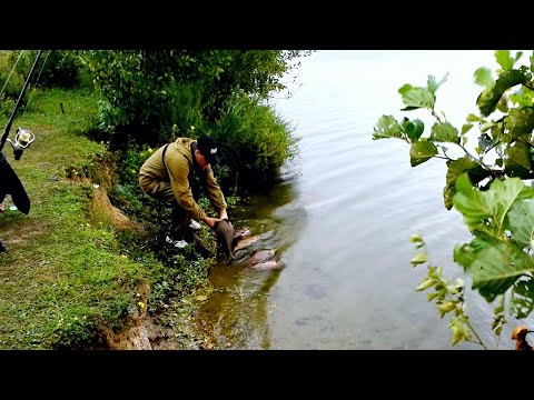 Видео: БЕШЕНЫЙ КЛЁВ КРУПНОГО ЛЕЩА!!!  (Фидерная рыбалка на озере.)