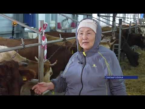 Видео: Бэрэ фермаҕа саҥа хотон 2025