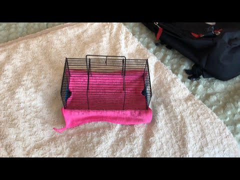 Видео: Что сказал ратолог 🐀