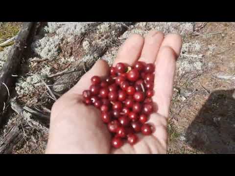 Видео: 3 часть БОР БЕЛЫЕ ГРИБЫ БОЛОТО МУРАВЕЙНИК  сентябрь 2023