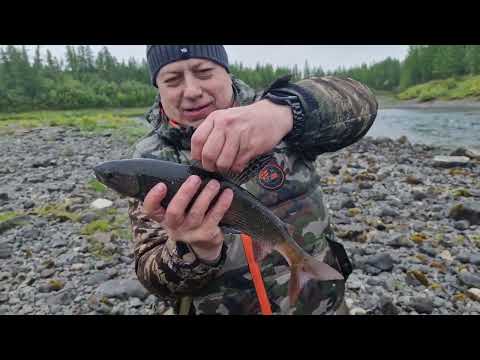 Видео: Волшебный перекат хариус р.Дудинка г.Норильск 08 2024