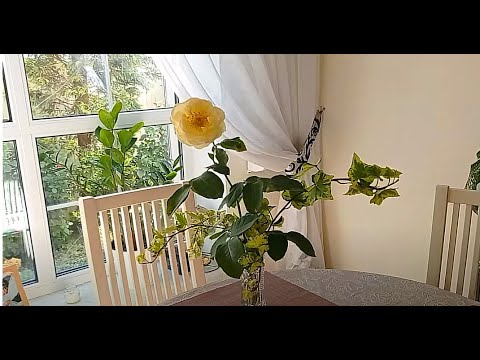 Видео: Хлопочем по дому, наводим красоту! Домашний влог.