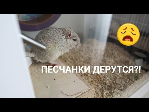 Видео: ПЕСЧАНКИ ДЕРУТСЯ | ЧТО ДЕЛАТЬ? | Aoi Inko