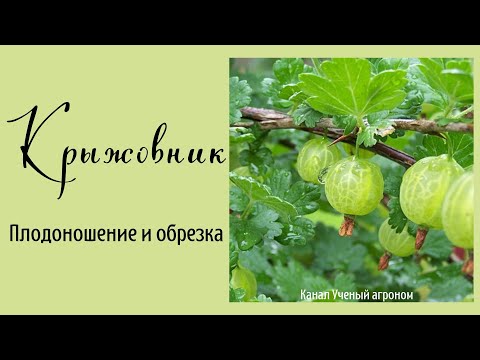 Видео: Крыжовник.  Плодоношение и обрезка.