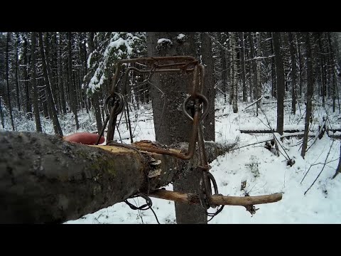 Видео: Охота на куницу капканами Сезон 2020-2021. УСТАНОВКА КП-120 БЕЗ ЯЩИКА НА ЖЕРДИ.