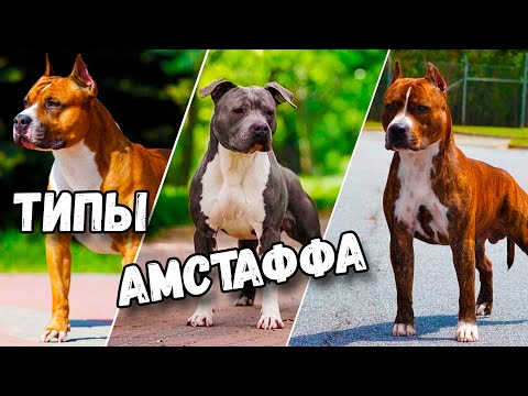 Видео: ТИПЫ АМСТАФФА - БУЛЬДОЖИЙ, ТЕРЬЕРНЫЙ, ПРОПОРЦИОНАЛЬНЫЙ