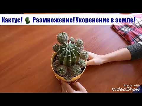 Видео: Кактус. Размножение. Укоренение в земле.