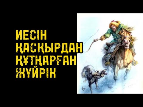 Видео: ИЕСІН ҚАСҚЫРДАН ҚҰТҚАРҒАН ЖҮЙРІК.