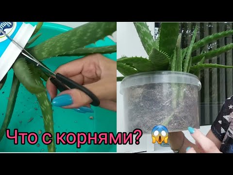 Видео: Комнатные растения🌱Алое Вера широколистное🌿Большая пересадка🌱Грунт для суккулентов из универсального
