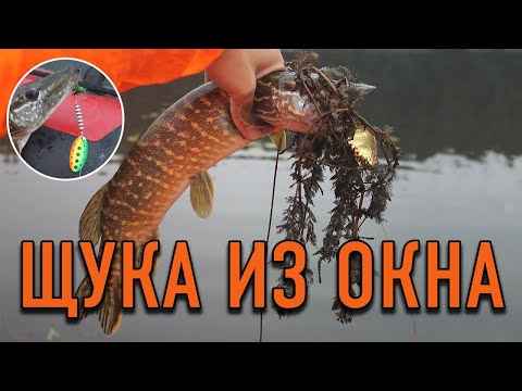 Видео: Ловля Щуки Осенью в Кувшинках на Вертушку