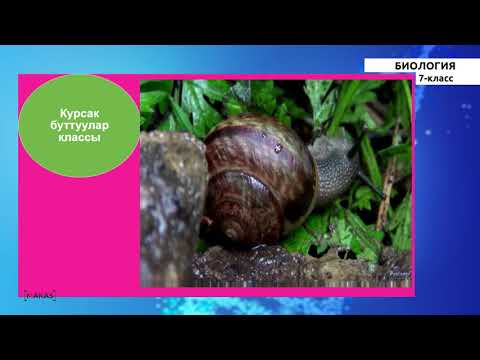 Видео: 7 класс - КГ - Биология - №7 - Моллюскалар же жумшак денелүүлөр тибине мүнөздөмө