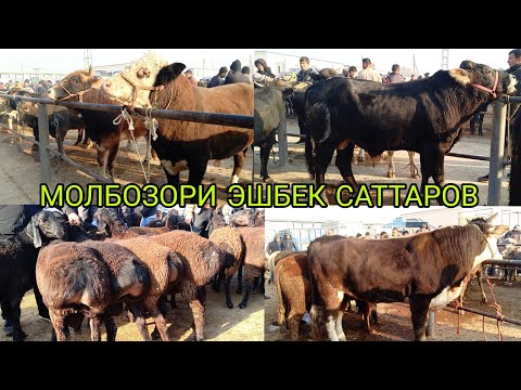 Видео: МОЛБОЗОРИ ЭШБЕК САТТАРОВ 09.11.2025. г