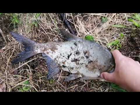 Видео: Лещи на фидер в грозу. Белоярское водохранилище