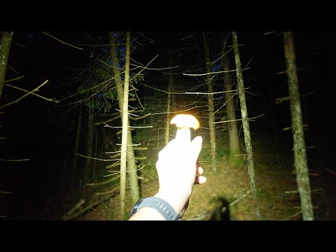 Видео: Грибной овернайт