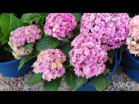 Видео: Крупнолистные гортензии ч.2