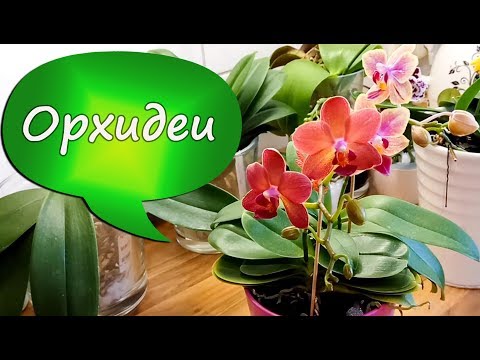 Видео: 18. Подробный обзор моих орхидей. Реклама и антиреклама продавцов. Зацвела красная мини!