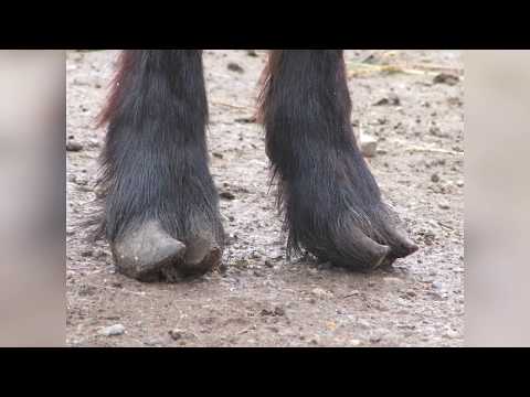 Видео: Как подстричь копыта козе.