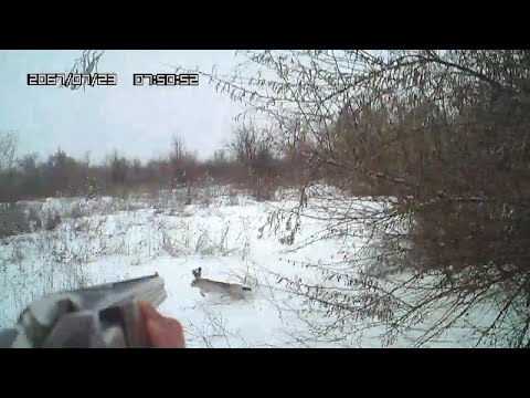 Видео: Охота на зайца  Лучшие моменты 2 часть   Продолжение