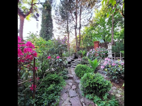 Видео: САД В ИЮНЕ-  обзор цветущих растений