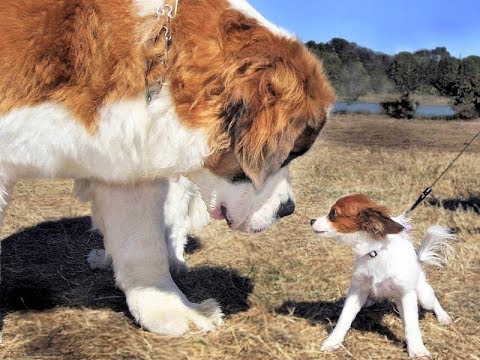 Видео: 6 Самых Злых Маленьких Пород Собак