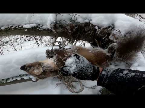 Видео: Открытие охоты на куницу! Установка капканов и проверка!