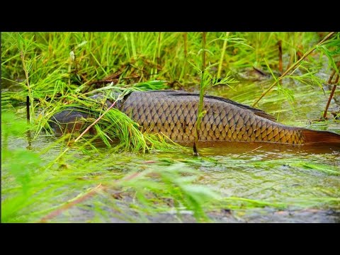 Видео: СТОЛЬКО РЫБЫ Я ЕЩЁ НЕ ВИДЕЛ САЗАН КАРАСЬ рыбалка 2020