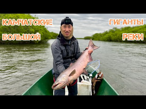 Видео: Камчатка, гиганты Большой реки! Вместе с @TemniyRibak 