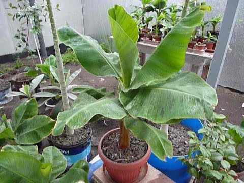 Видео: Банан Киевский Карлик. Пересаживаем банан в грунт в теплицу