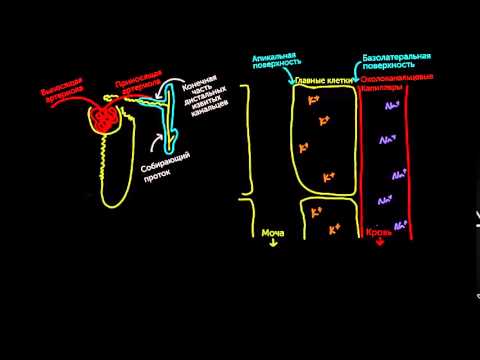 Видео: Альдостерон повышает кровяное давление и понижает калий