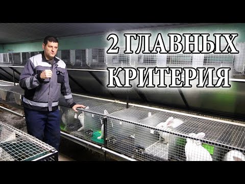 Видео: КАКУЮ КРОЛЬЧИХУ И КАКОГО КРОЛА ПУСКАТЬ В СЛУЧКУ