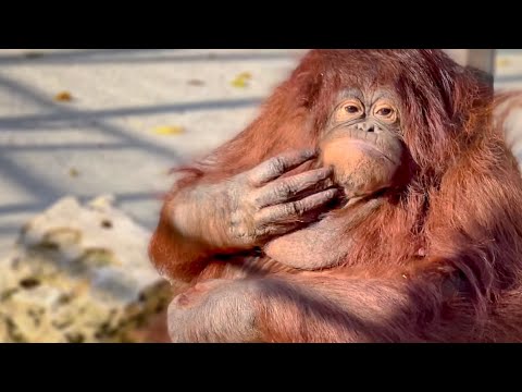 Видео: Дана ОБЕЗЬЯНА-ЦЫГАНКА, устроила с Олегом Зубковым целое ШОУ для посетителей!