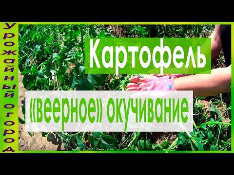 Видео: ►ВЕЕРНОЕ ОКУЧИВАНИЕ КАРТОФЕЛЯ!!!УРОЖАЙ В 2 РАЗА БОЛЬШЕ!!!