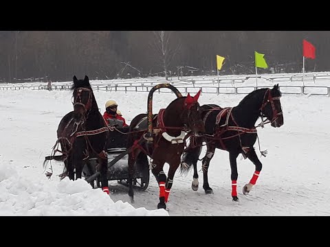 Видео: Русские тройки Кострома 15.01.2023. Спасибо организаторам за эти эмоции! Было очень круто!