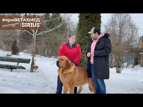 Видео: Секреты породы. Испанский мастиф // #ПриВЕТАхмед