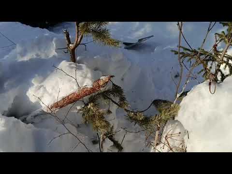 Видео: Низовой капкан на соболя, мысли вслух,,,,