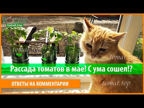 Видео: Рассада томатов в мае! С ума сошел!? Это поздно! Блог после заморозков. Мои комментарии