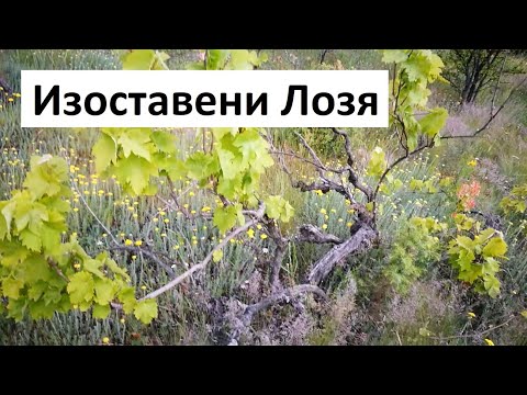 Видео: Изоставени Лозя