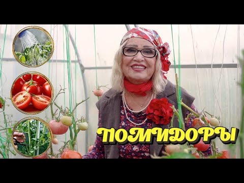 Видео: Фитофтороз на помидорах. Как правильно ухаживать за помидорами.