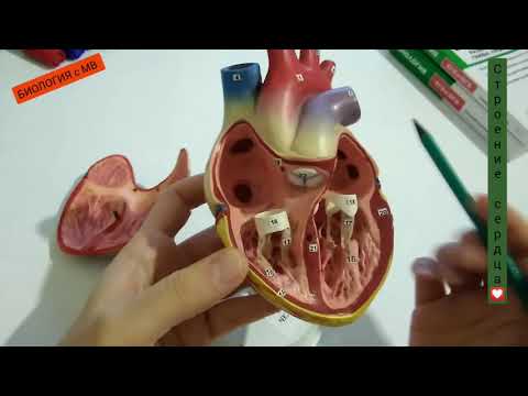 Видео: Строение сердца на модели.  Круги кровообращения. Легко и просто.