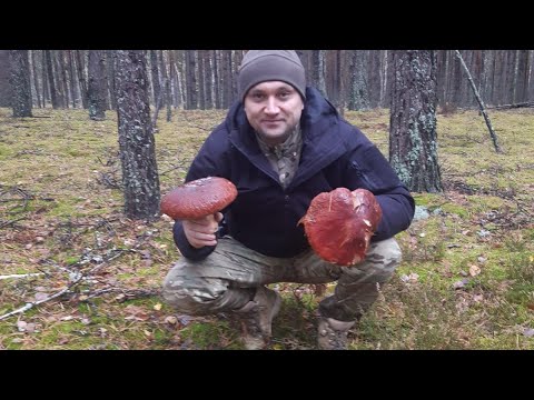 Видео: Боровики которые мы заслужили