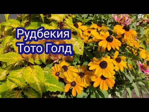 Видео: Рудбекия низкорослая Тото Голд. Красивый и неприхотливый однолетник.