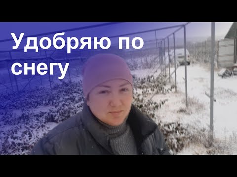 Видео: Внесение удобрений под малину и ежевику зимой