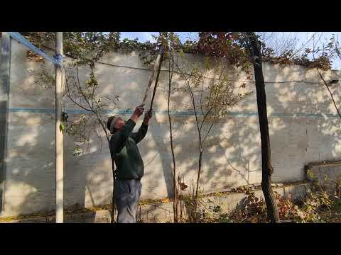 Видео: Тикка экилган анорни шакл (абрезка) килиш.