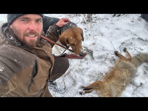 Видео: ОХОТА С ГОНЧИМИ. ДОБЫЛ ЛИСУ…