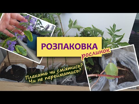 Видео: Розпаковка посилок з рослинами | Огляд посилки від Бережнюків | Посилка від приватного продавця