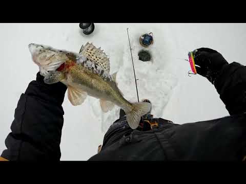 Видео: Первый выход на судака с Panoptix