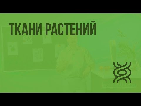 Видео: Ткани растений. Видеоурок по биологии 5 класс