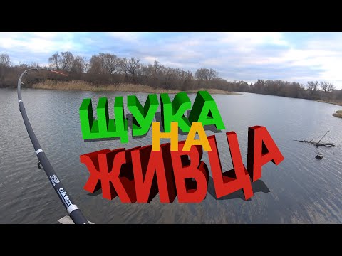 Видео: Щука на поплавочную удочку!!! Рыбалка на живца!