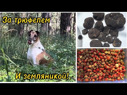 Видео: За Чёрным Трюфелем с собакой!плюс сбор земляники!😉👍и это тоже тихая охота только с граблями!2023