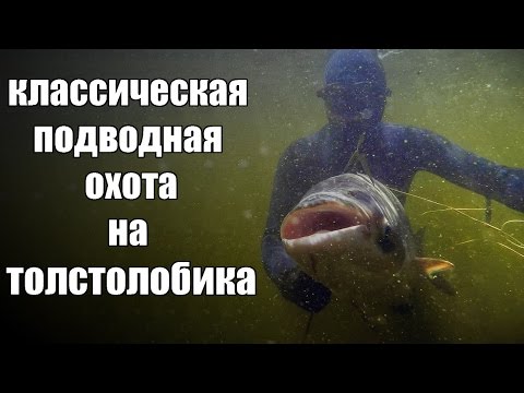 Видео: Классическая подводная охота на толстолобика